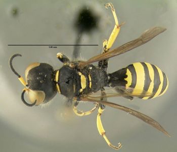 Media type: image;   Entomology 602923 Aspect: habitus dorsal view